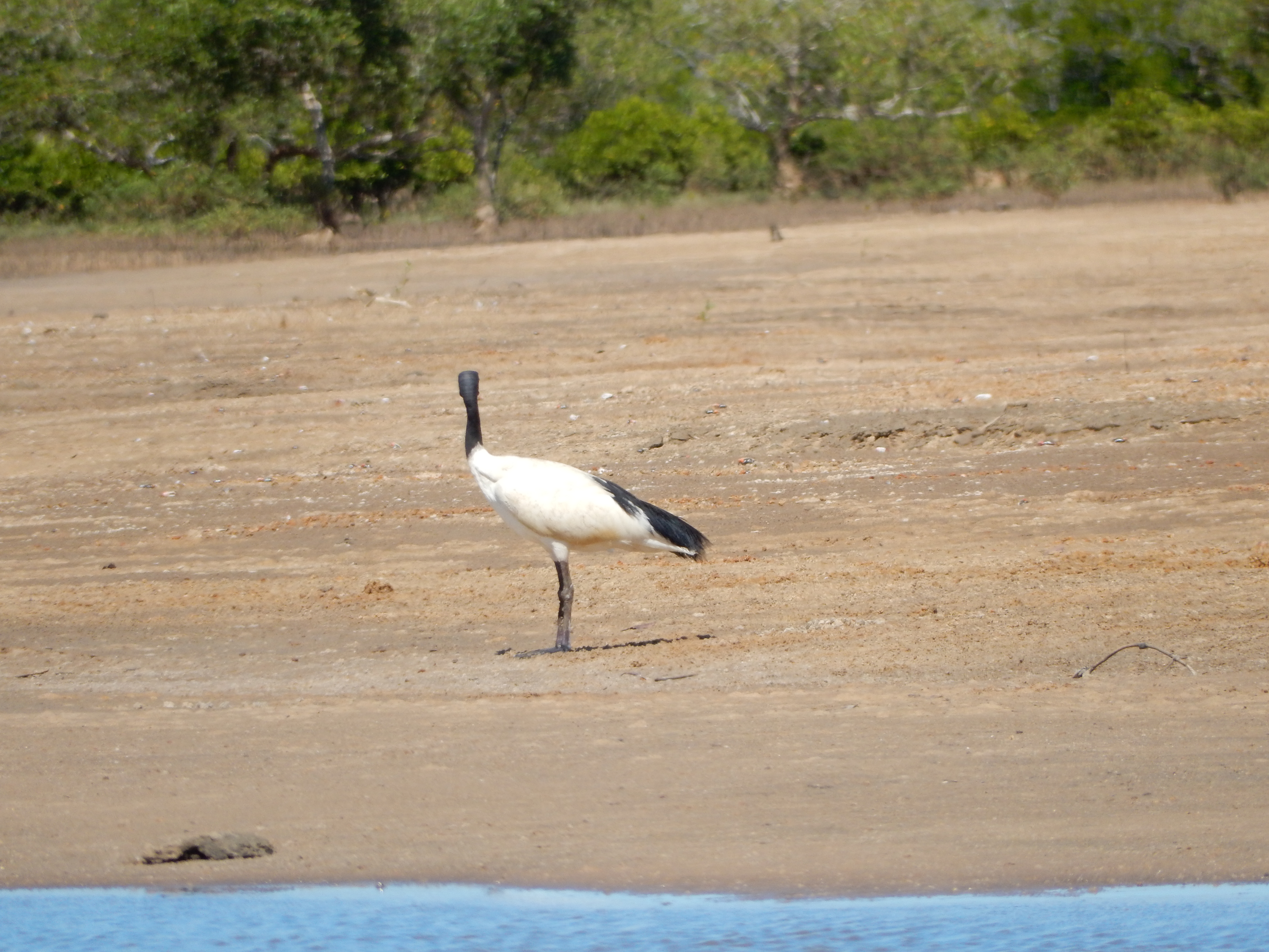 Threskiornis bernieri